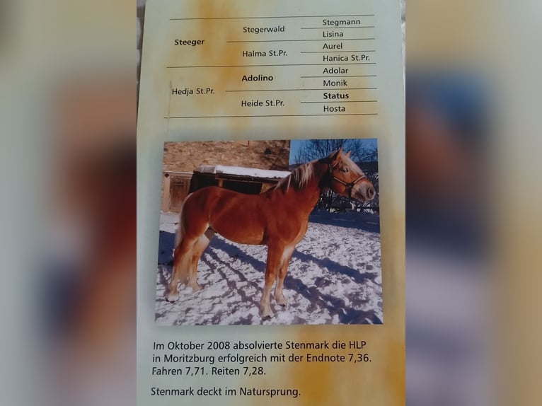 STENMARK Haflinger Stallion in Steinen