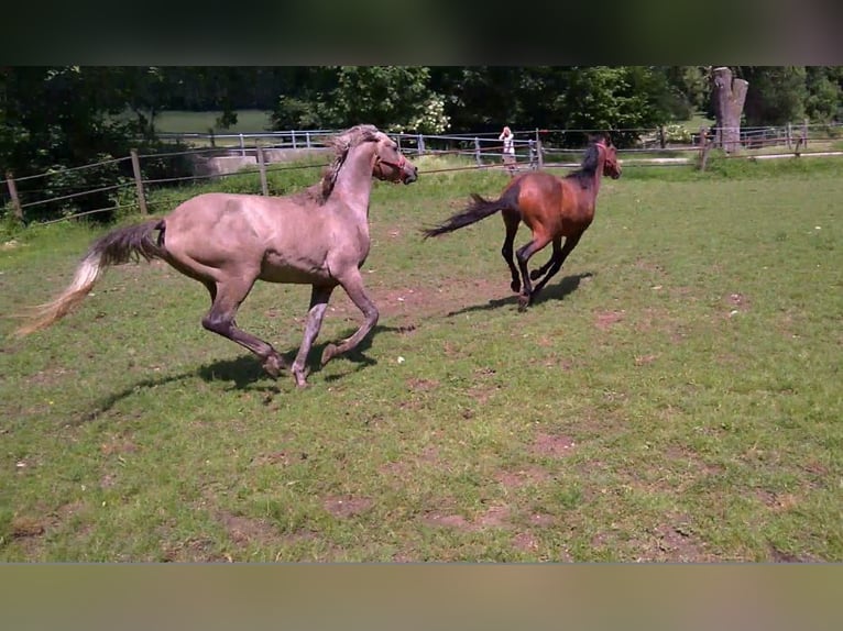 Straight Egyptian Gelding 10 years 15,1 hh Gray-Dapple in Ulm