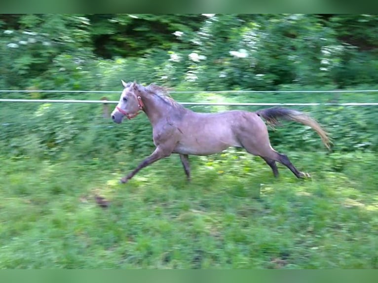 Straight Egyptian Gelding 10 years 15,1 hh Gray-Dapple in Ulm