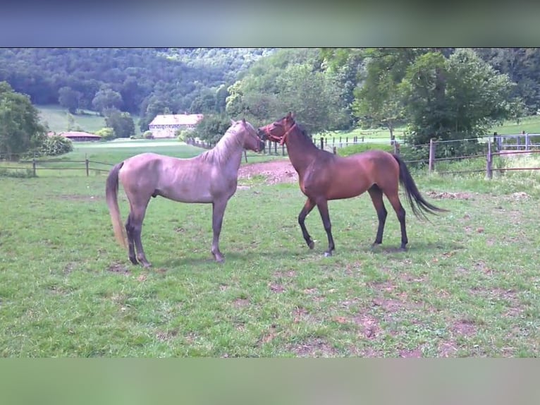 Straight Egyptian Gelding 10 years 15,1 hh Gray-Dapple in Ulm