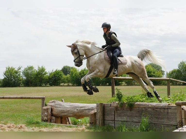 Straight Egyptian Gelding 10 years 15,1 hh Gray-Dapple in Ulm