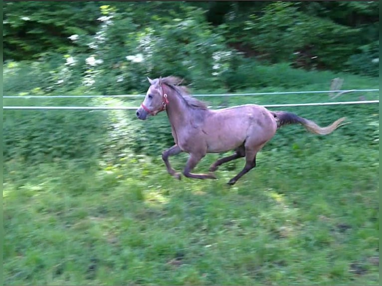 Straight Egyptian Gelding 10 years 15,1 hh Gray-Dapple in Ulm