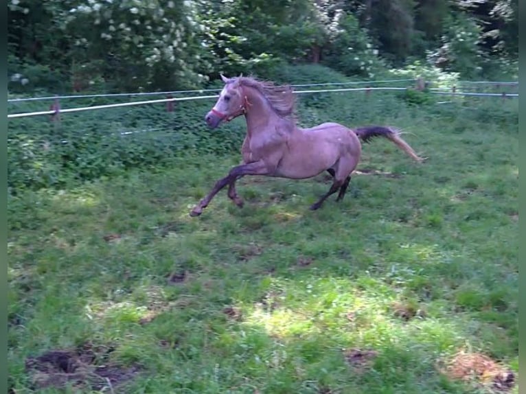 Straight Egyptian Gelding 10 years 15,1 hh Gray-Dapple in Ulm