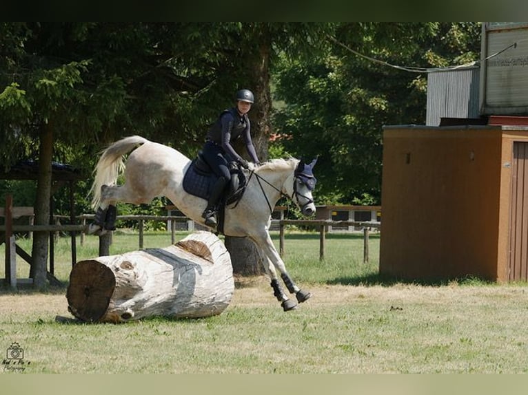 Straight Egyptian Gelding 10 years 15,1 hh Gray-Dapple in Ulm