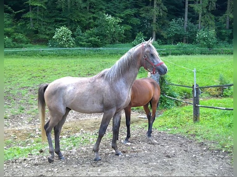 Straight Egyptian Gelding 10 years 15,1 hh Gray-Dapple in Ulm