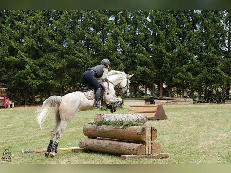 Straight Egyptian Gelding 10 years 15,1 hh Gray-Dapple in Ulm