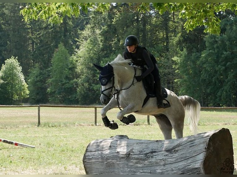 Straight Egyptian Gelding 10 years 15,1 hh Gray-Dapple in Ulm