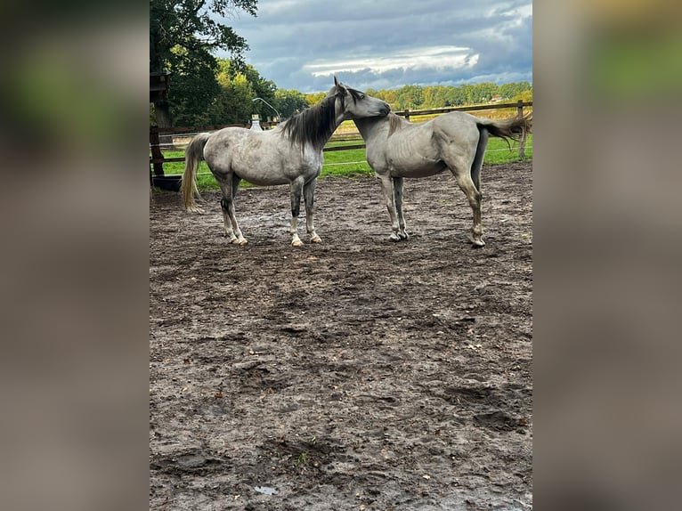 Straight Egyptian Gelding 11 years 15,1 hh Gray-Dapple in Hermannsburg