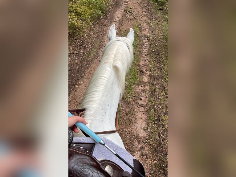 Straight Egyptian Gelding 11 years 15 hh Grey in Zeitlarn