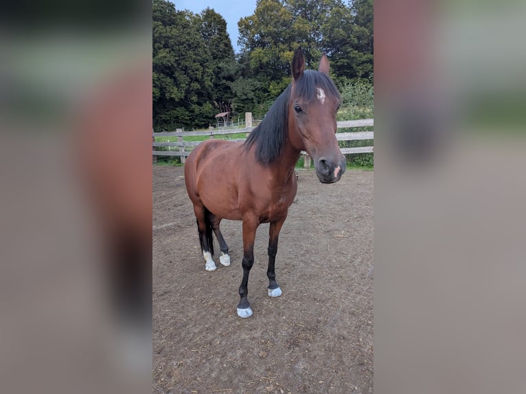 Straight Egyptian Gelding 12 years 14 hh Brown in Breitenberg
