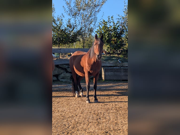 Straight Egyptian Gelding 12 years 14 hh Brown in Breitenberg