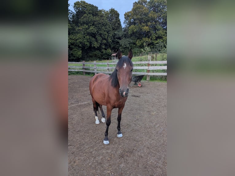 Straight Egyptian Gelding 12 years 14 hh Brown in Breitenberg