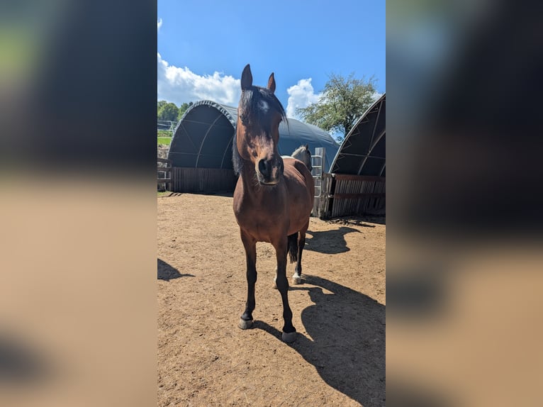 Straight Egyptian Gelding 12 years 14 hh Brown in Breitenberg