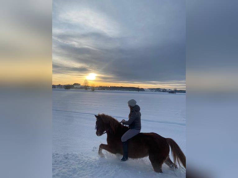 Straight Egyptian Mix Gelding 12 years 14,2 hh Chestnut-Red in Leutkirch im Allg&#xE4;u