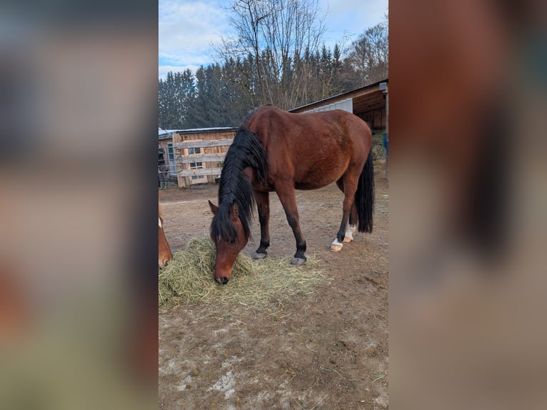 Straight Egyptian Gelding 13 years 14 hh Bay-Dark in Breitenberg
