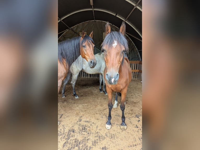 Straight Egyptian Gelding 13 years 14 hh Brown in Breitenberg