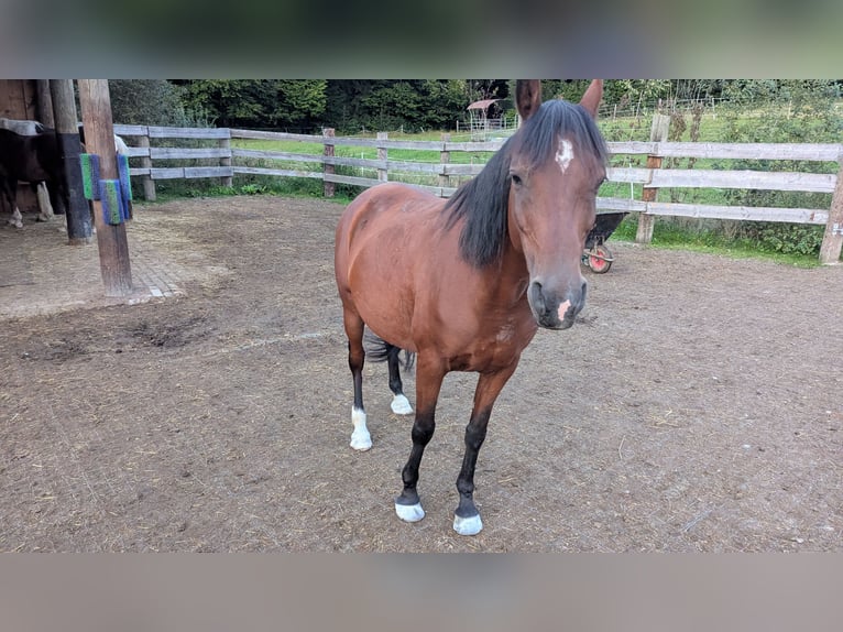 Straight Egyptian Gelding 13 years 14 hh Brown in Breitenberg