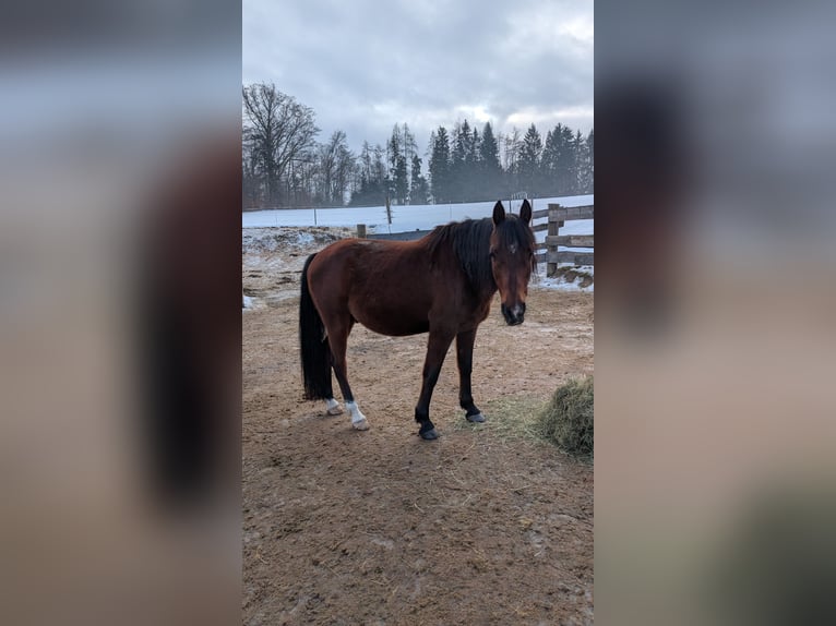 Straight Egyptian Gelding 13 years 14 hh Brown in Breitenberg