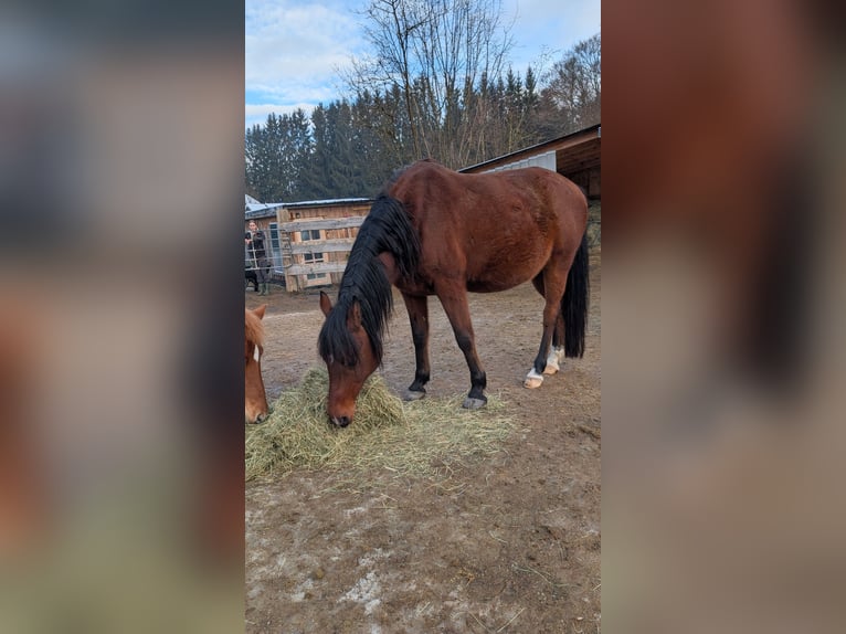 Straight Egyptian Gelding 13 years 14 hh Brown in Breitenberg