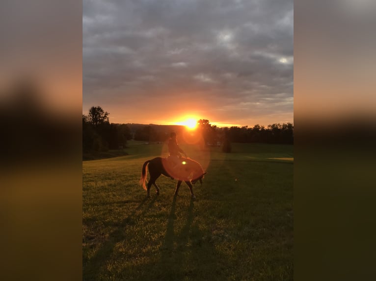 Straight Egyptian Mix Gelding 13 years 14,2 hh Chestnut-Red in Leutkirch im Allgäu