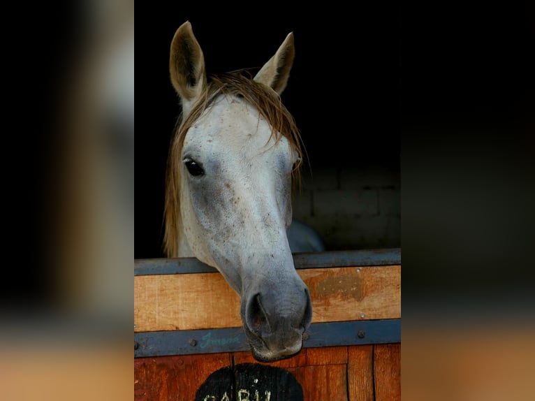 Straight Egyptian Gelding 13 years 14,3 hh Grey in Clairvaux-d&#x27;Aveyron
