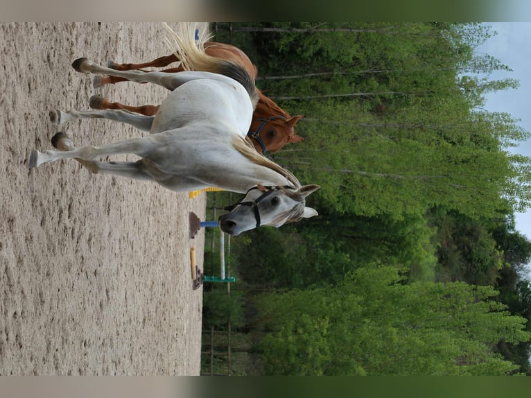 Straight Egyptian Gelding 13 years 14,3 hh Grey in Clairvaux-d&#x27;Aveyron