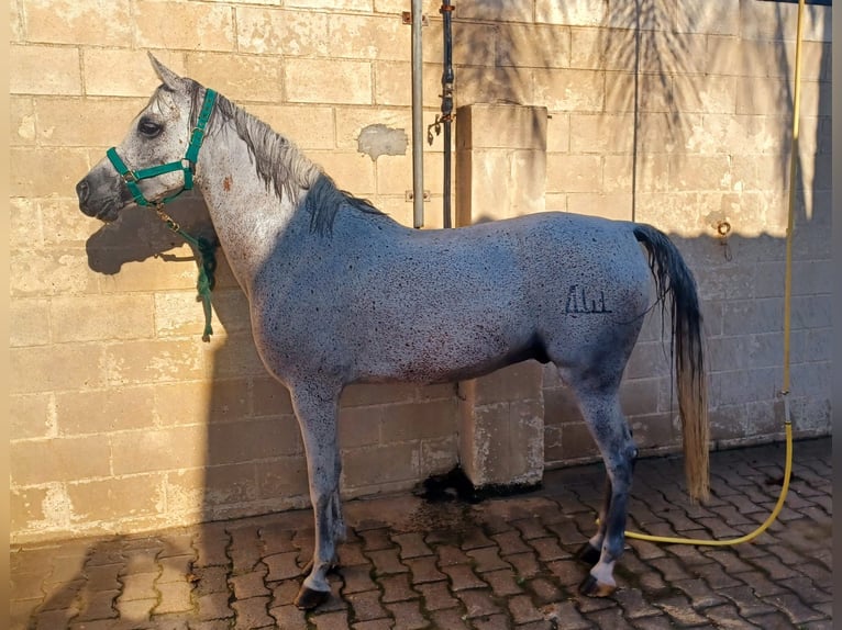 Straight Egyptian Gelding 13 years 15,1 hh Gray in Valencia