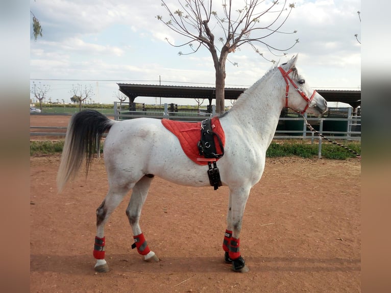 Straight Egyptian Gelding 13 years 15,1 hh Gray in Valencia