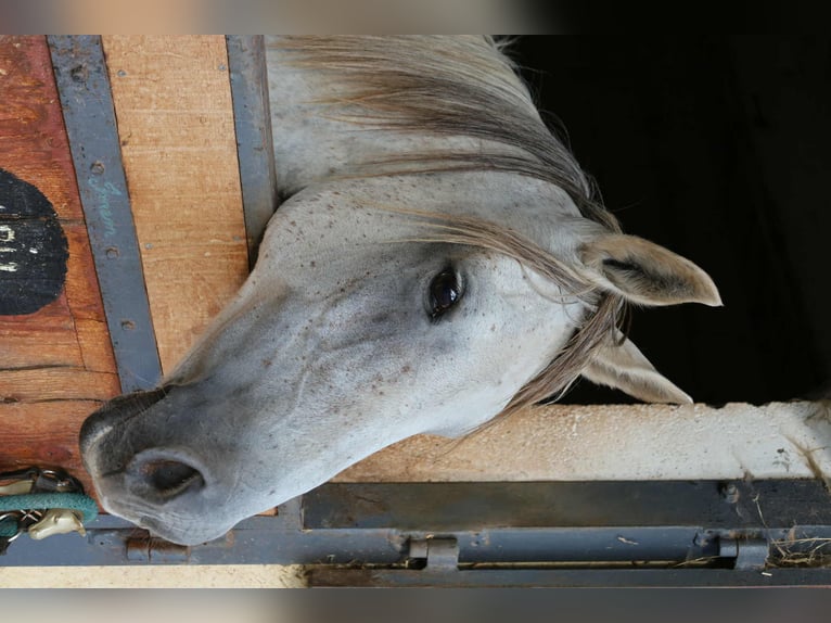 Straight Egyptian Gelding 14 years 14,3 hh Grey in Clairvaux-d'Aveyron