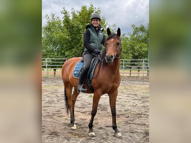 Straight Egyptian Gelding 14 years 15,1 hh Brown in Sankt Goar