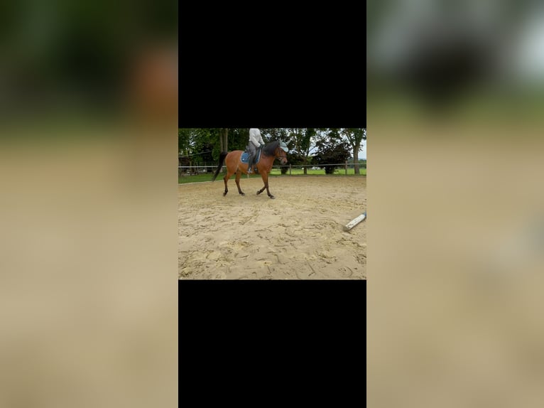 Straight Egyptian Gelding 14 years 15,1 hh Brown in Sankt Goar