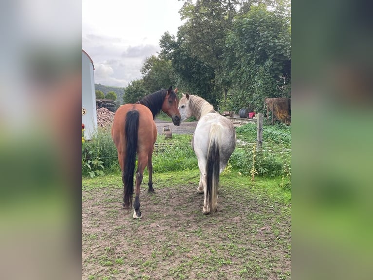 Straight Egyptian Gelding 14 years 15,1 hh Brown in Sankt Goar