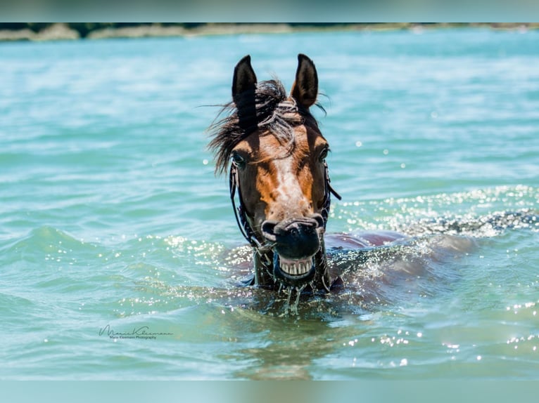 Straight Egyptian Gelding 15 years 14,1 hh Brown in Freiburg im Breisgau