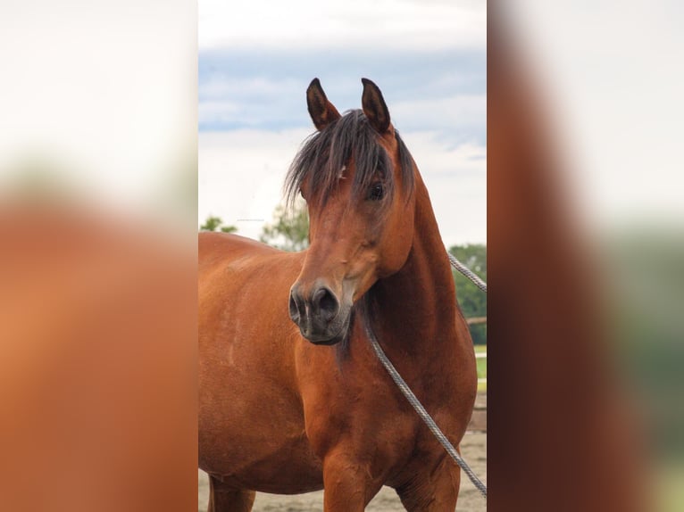 Straight Egyptian Gelding 15 years 14,1 hh Brown in Freiburg im Breisgau