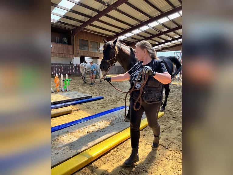 Straight Egyptian Gelding 15 years 15,2 hh Black in Warstein