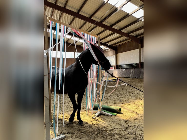 Straight Egyptian Gelding 15 years 15,2 hh Black in Warstein