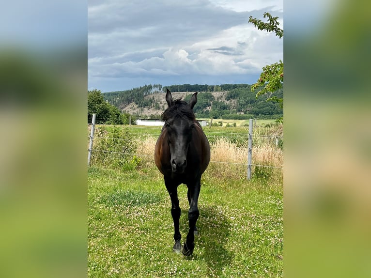 Straight Egyptian Gelding 15 years 15,2 hh Black in Warstein