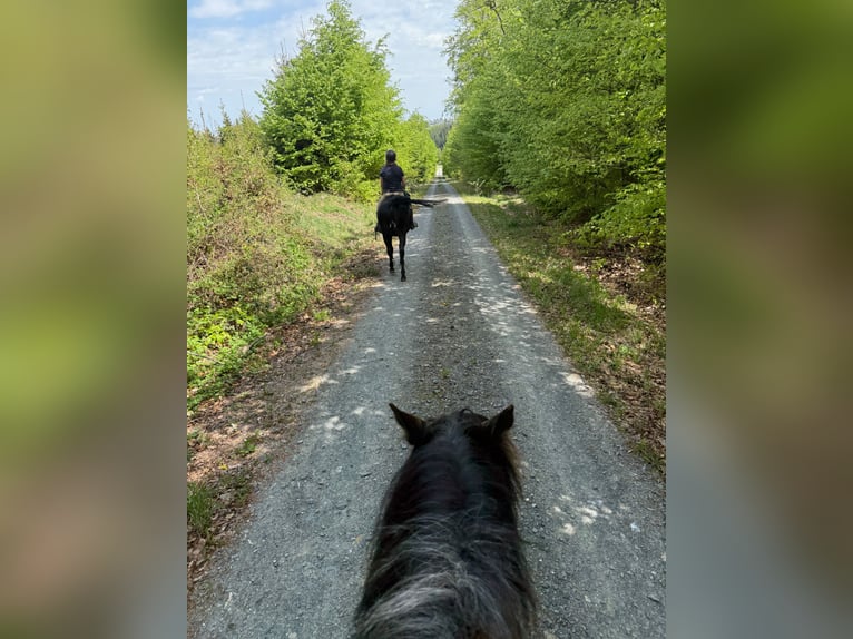 Straight Egyptian Gelding 15 years 15,2 hh Black in Warstein