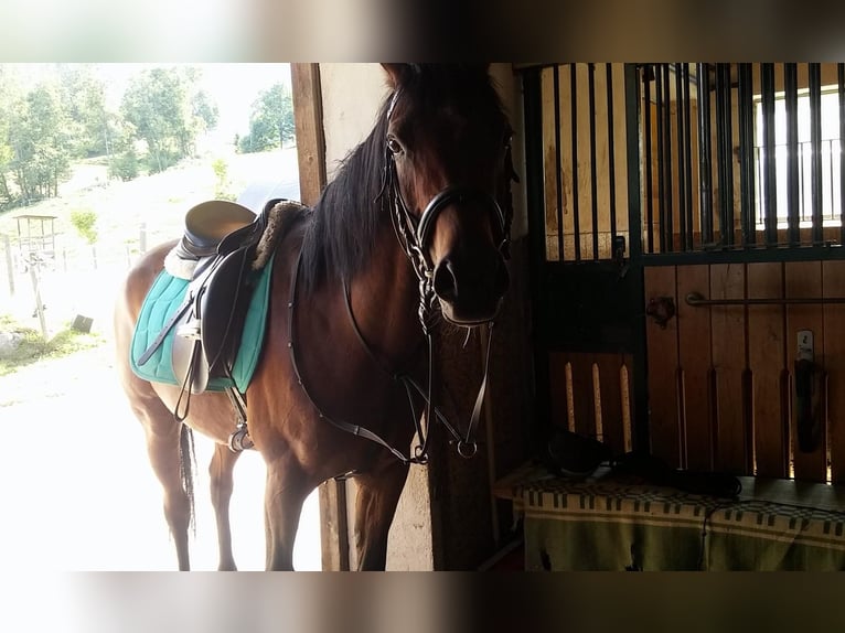 Straight Egyptian Gelding 16 years 15 hh Brown in Schladming