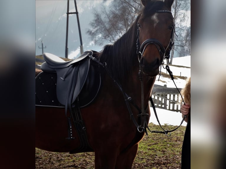 Straight Egyptian Gelding 16 years 15 hh Brown in Schladming