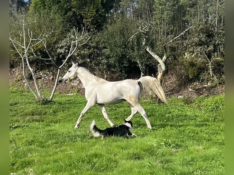Straight Egyptian Gelding 16 years 15,1 hh Grey in Queimadelos (Santa Maria)