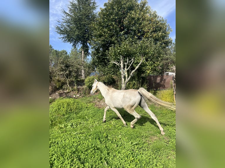Straight Egyptian Gelding 16 years 15,1 hh Grey in Queimadelos (Santa Maria)