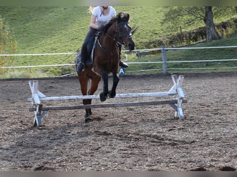 Straight Egyptian Gelding 17 years 15 hh Brown in Schladming