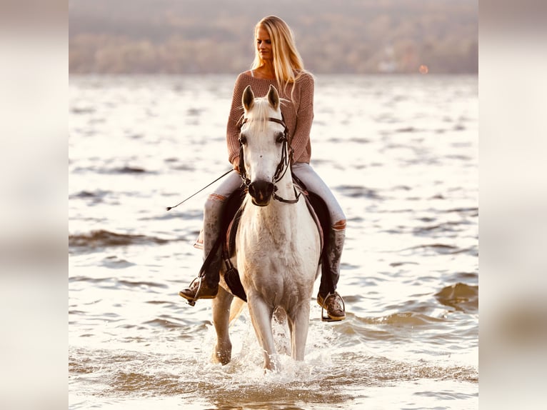 Straight Egyptian Gelding 18 years 14,3 hh Grey-Fleabitten in Herrsching am Ammersee