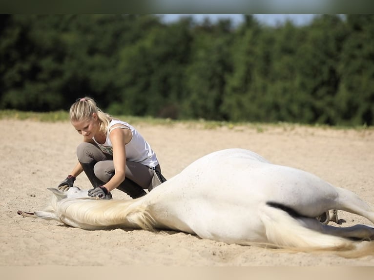 Straight Egyptian Gelding 19 years 14,3 hh Grey-Fleabitten in Herrsching am Ammersee