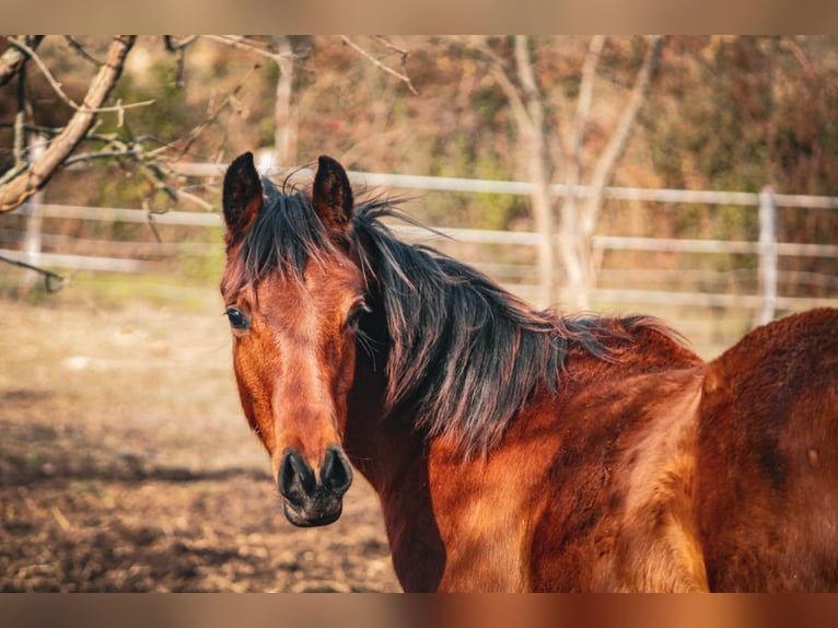 Straight Egyptian Gelding 1 year 14.2 hh Brown in Rousson