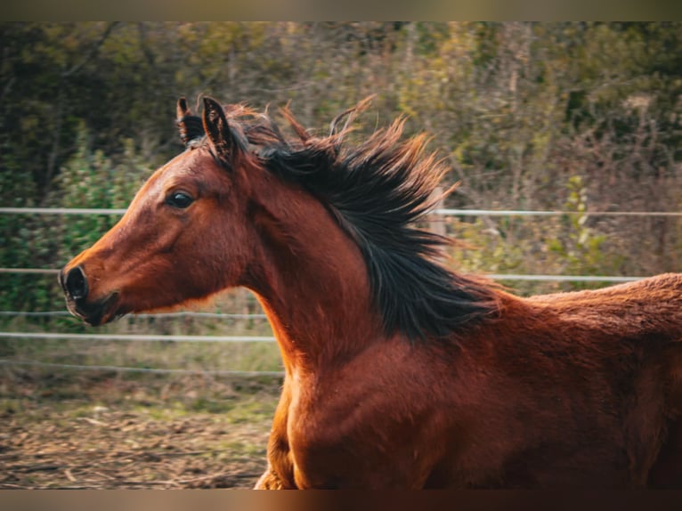 Straight Egyptian Gelding 1 year 14,2 hh Brown in Rousson