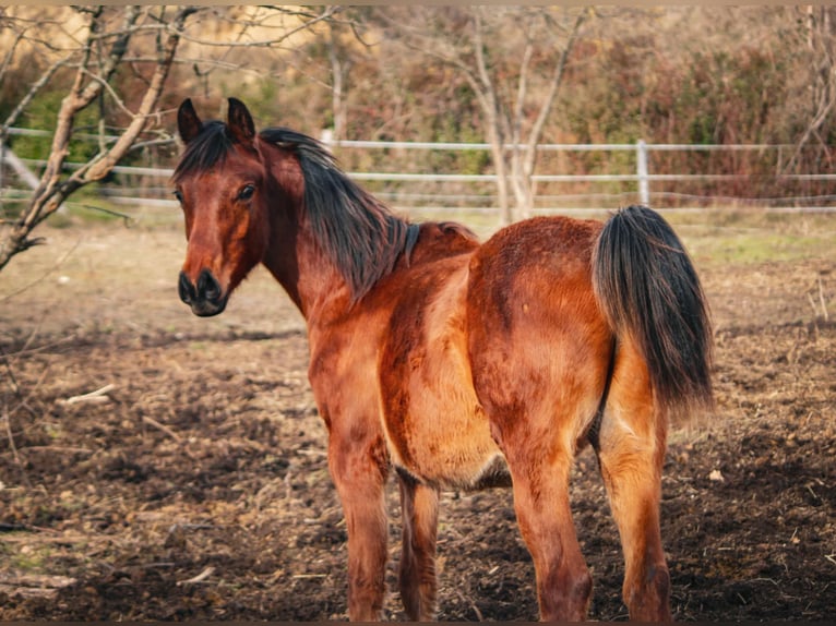 Straight Egyptian Gelding 1 year 14,2 hh Brown in Rousson