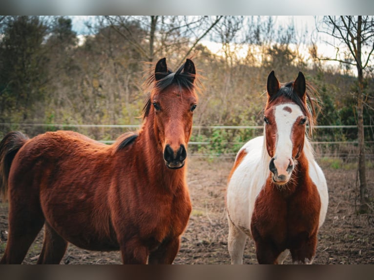 Straight Egyptian Gelding 1 year 14,2 hh Brown in Rousson