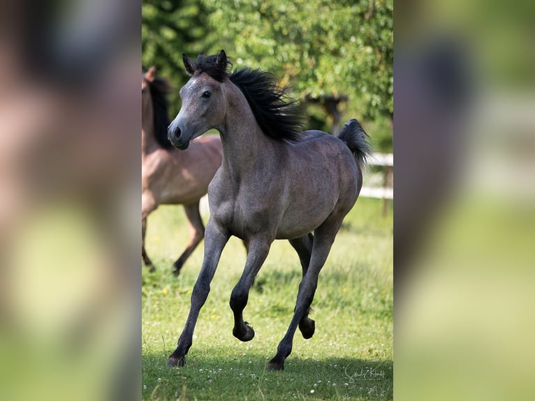 Straight Egyptian Gelding 1 year 15,1 hh Can be white in Blankenhain